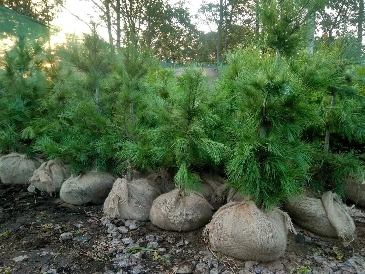 Кедр в подмосковье. Сосна́ сиби́рская кедро́вая (pínus sibírica). кедр сибирский pinus sibirica. сосна сибирская pinus sibirica саженцы. сосна кедровая сибирская сибирский кедр сеянец.