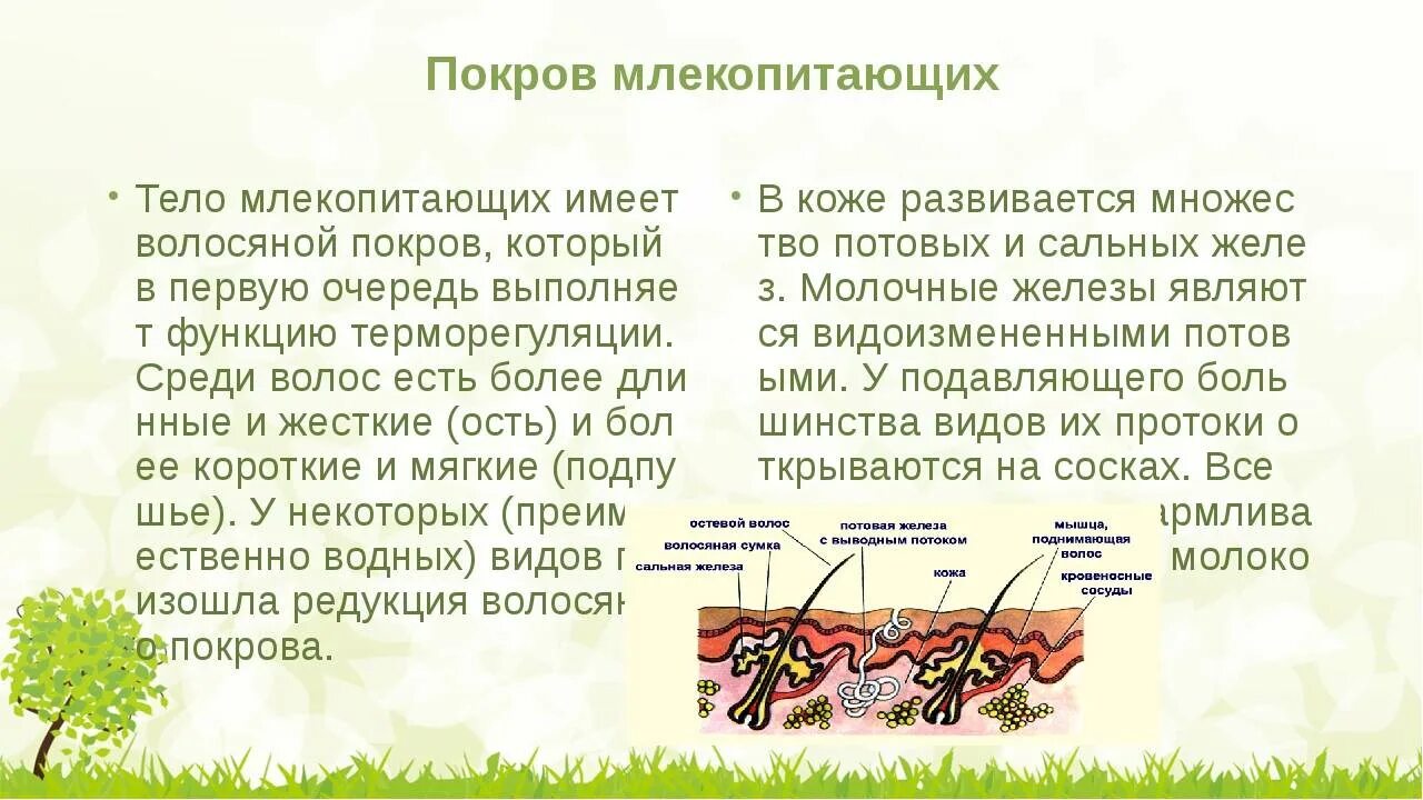 Однороден ли волосяной покров на теле млекопитающего. Покровы млекопитающих. Покровы тела млекопитающих. Кожный Покров млекопитающих. Волосяной Покров млекопитающих.