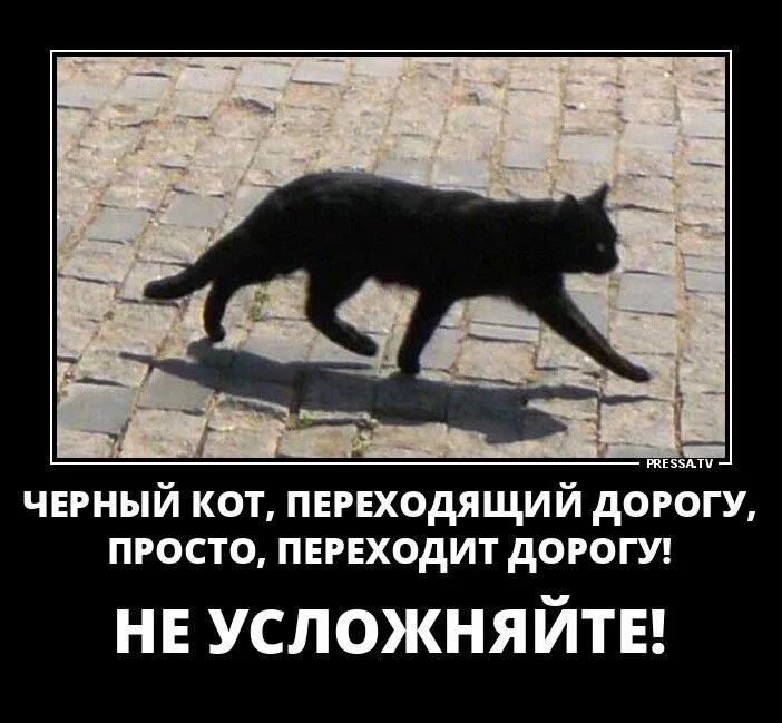 Приметы перейти дорогу. Черный кот перебегает дорогу. Черный кот переходит дорогу. Чёрная кошка перебежала дорогу. Кошка перебежала дорогу.
