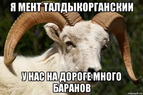 Сытый барашек