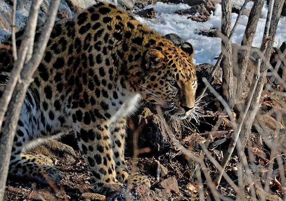 Дальневосточный леопард (амурский леопард). Дальневосточный амурский леопард. Дальневосточный леопард. Дальневосточный леопард. Сколько осталось дальневосточных леопардов.
