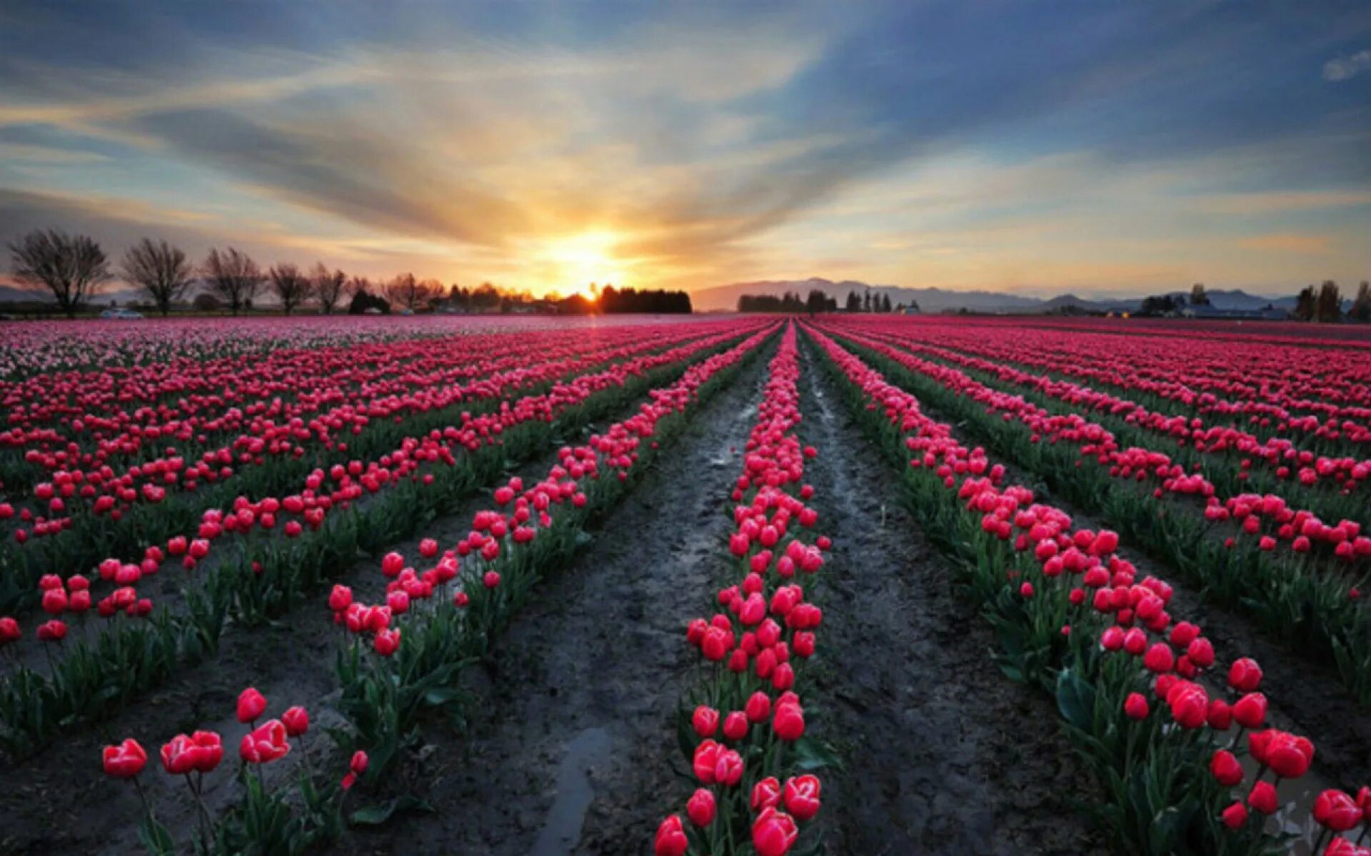Где тюльпановые поля. Тюльпановые плантации в Голландии. Тюльпановые поля в Голландии. Тюльпановые поля в Краснодарском крае.