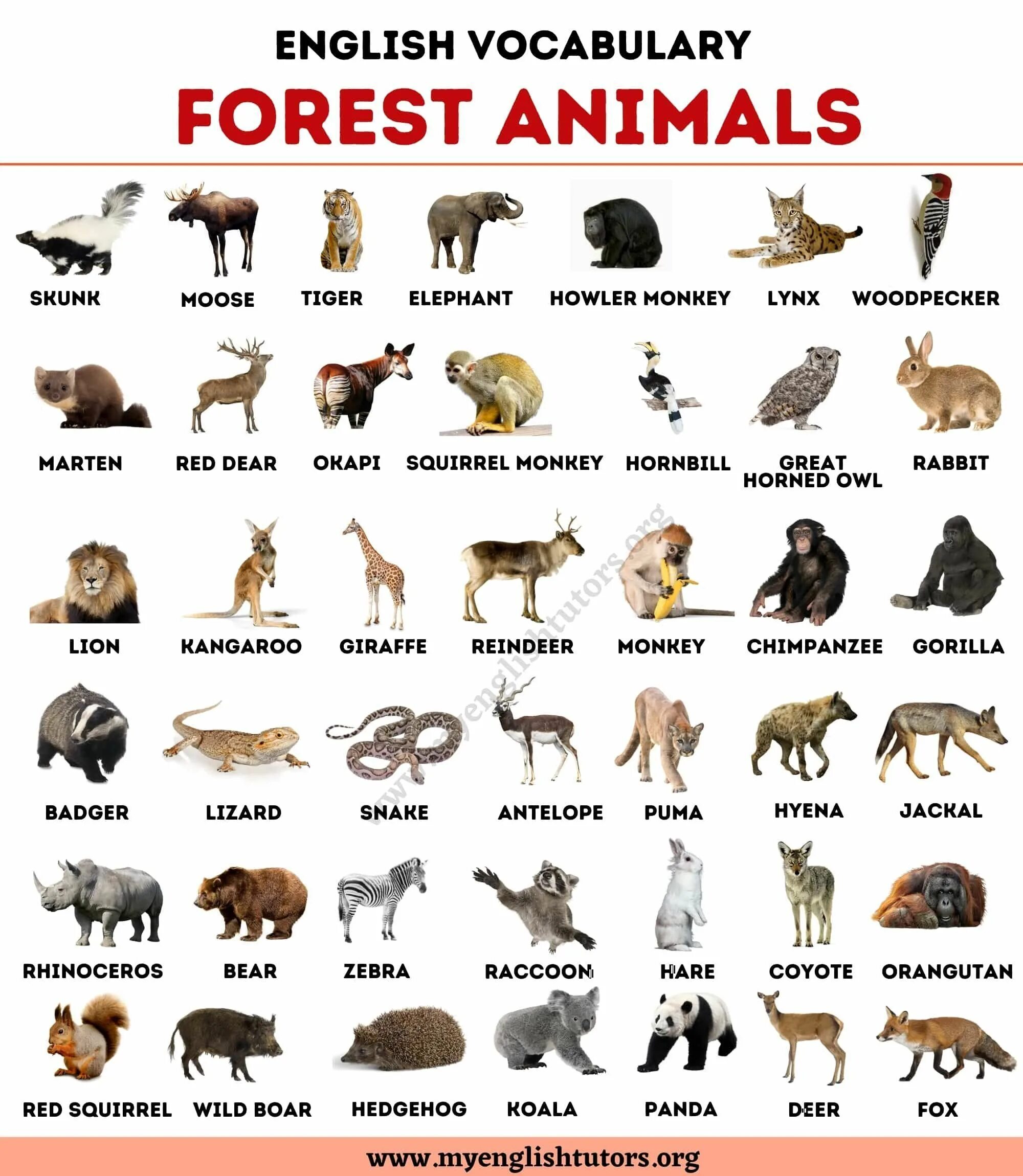 Имя animals