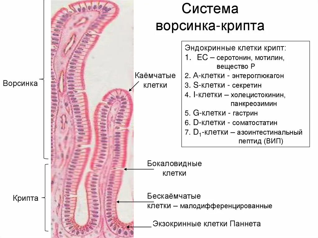 Строение ворсинки и крипты гистология. Строение ворсинки тонкой кишки гистология. Ворсинка крипта гистология система препарат. Строение эпителия тонкой кишки.