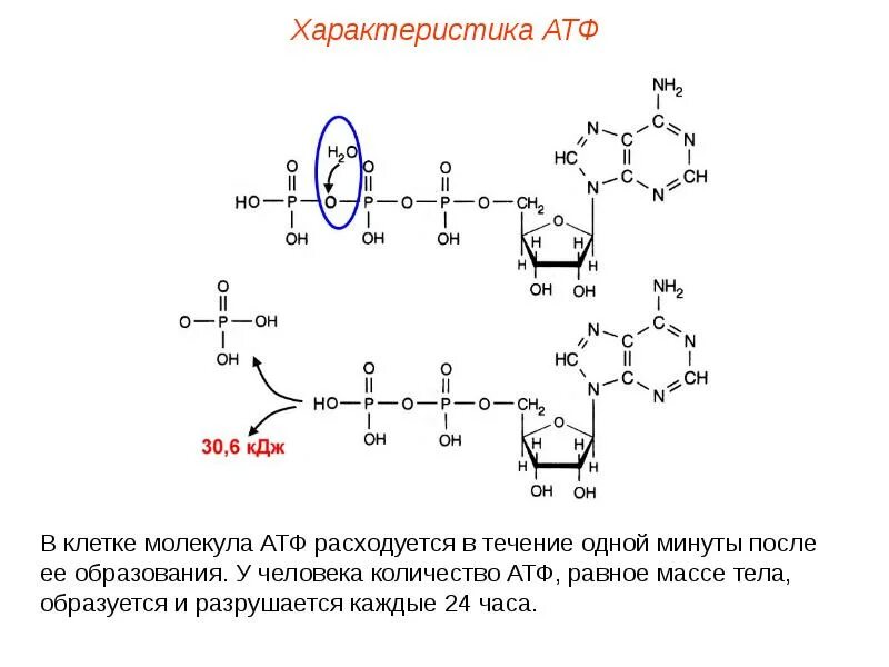 Атф запасается в клетках. Охарактеризуйте структуру АТФ. Связи в молекуле АТФ. Свойства АТФ. Характеристика АТФ.