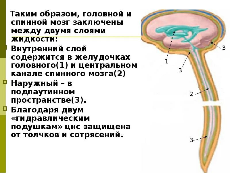 Какое значение имеет спинномозговая жидкость. Спинномозговая жидкость в спинном мозге. концевой желудочек спинного мозга. связь спинного мозга с головным. граница между спинным и головным мозгом.