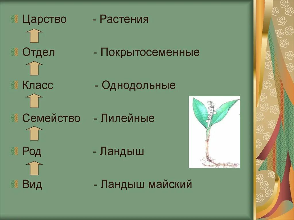 Какие существуют отделы растений. Покрытосеменные растения царство отдел класс. Царство отдел класс род вид растения. Покрытосеменные растения царство отдел класс род вид. Систематика растений царство отдел класс порядок семейство род вид.