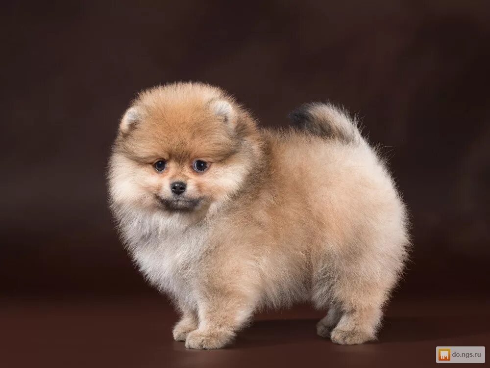 стая шпицев. собачка шпиц карликовый померанский. шпиц померанец. померанский шпиц кутенок. щенки шпицев санкт.