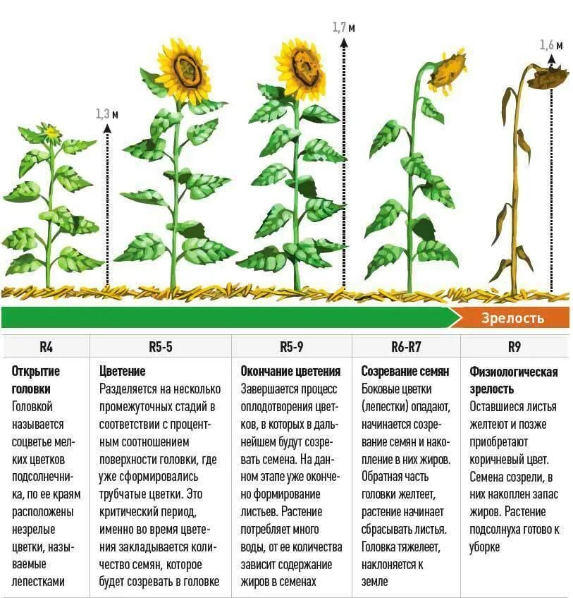 Сколько растут семечки. Период вегетации подсолнечника месяцы. Фазы вегетации подсолнечника. Фазы развития подсолнечника. Фазы созревания подсолнечника.