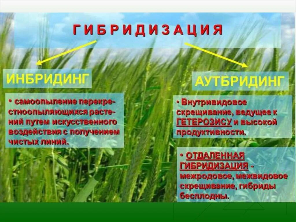 В селекции растений чистые линии получают путем. Самоопыление чистой линии. чистая линия в селекции растений. селекция растений самоопыление. чистая линия это в биологии.