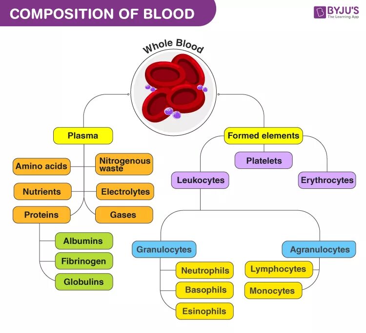 Blood Composition. Blood components. Blood Plasma. Blood Composition and function.