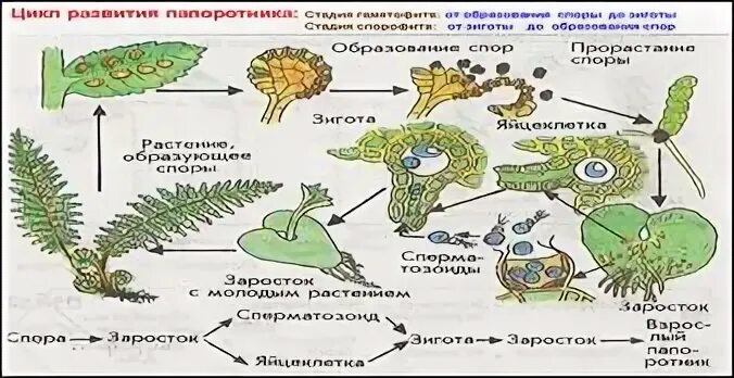 Папоротник диплоидный