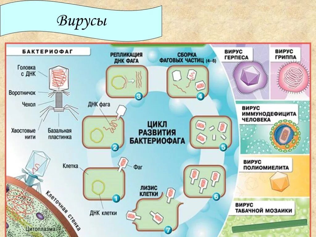 Вирусы 6 класс биология. Вирусы таблица по биологии 9 класс. Схема вирусы биология. Плакат на тему вирусы по биологии. Вирусы схема таблица.