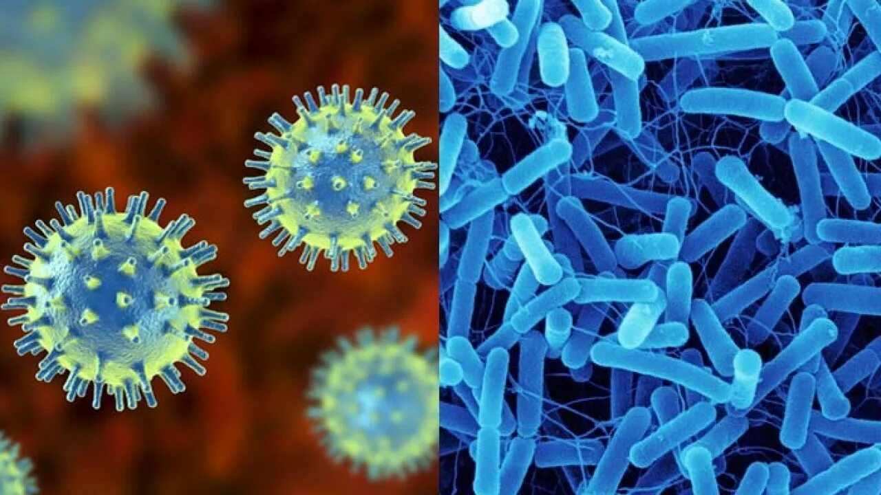 Virus and bacteria. Viruses different. V-virus. Пенициллин фон.
