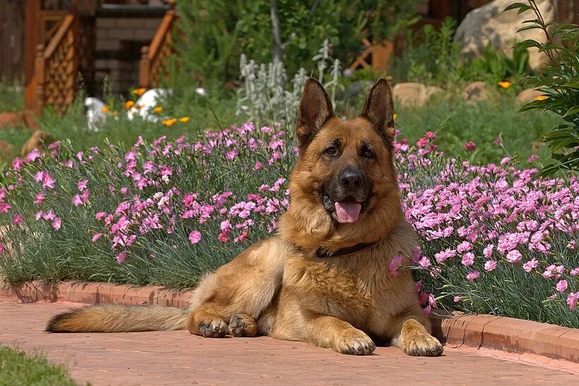 The beloved English dog is officially now at risk of extinction, according to Th