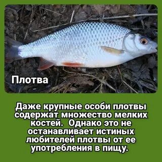 Какие рыбы пресные