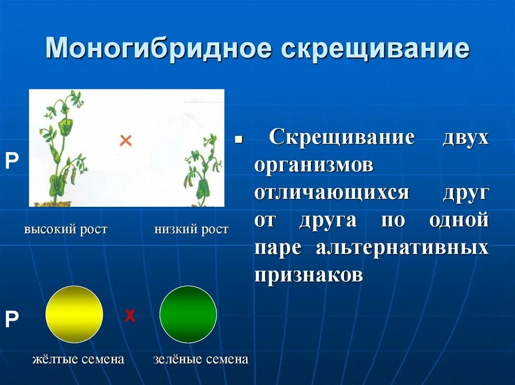 Анализирующее моногибридное скрещивание 1:1:1:1. 22 Моногибридной скрещивание. Моногибридное и дигибридное скрещивание понятно. 2. Моногибридное скрещивание. Скрещивание особей отличающихся по одной