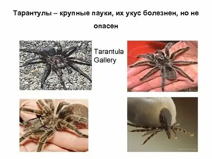 Опасны ли пауки для человека