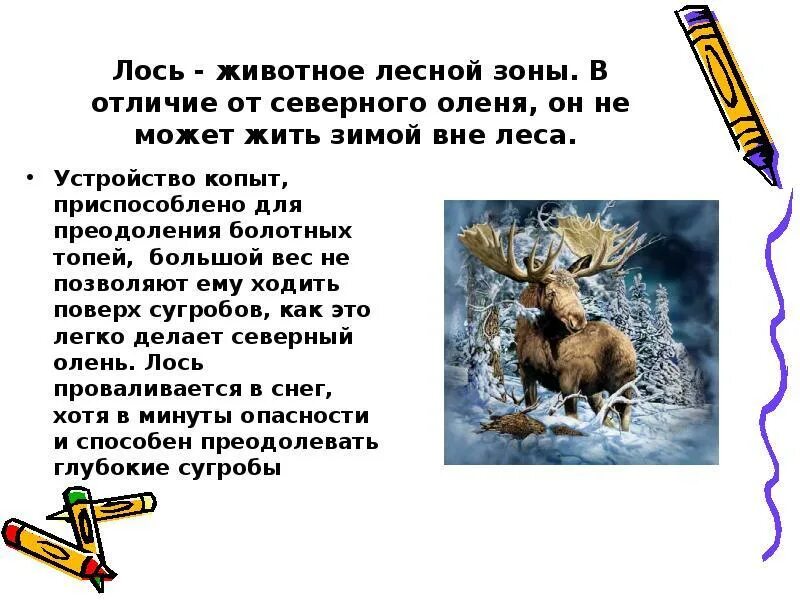 Два интересных факта о животном лесных зон. Интересные факты о животных лесных зон. интересные факты о животном лесных зон. факты о лесных животных. животное лесных зон интересные факты.