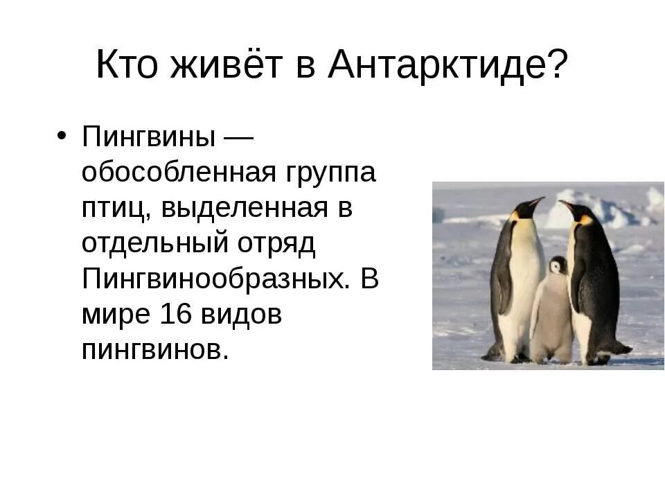 Кто обитает в Антарктиде. Животные обитающие в Антарктиде. Кто обилиент в Антарктиде. Кто живет в Антарктиде.