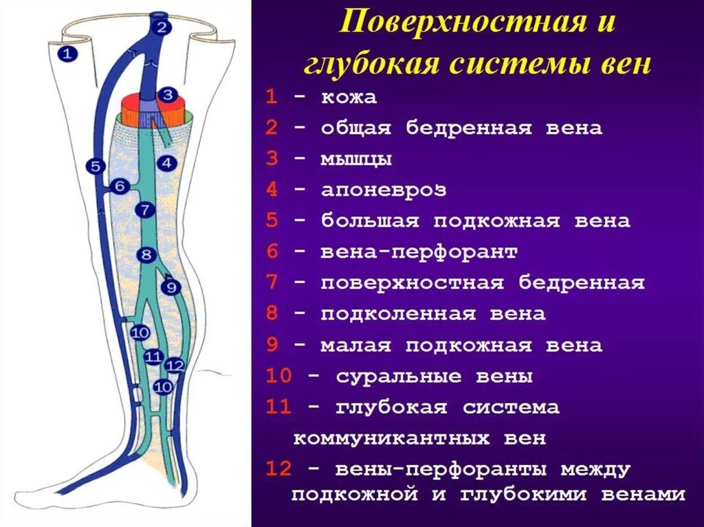 Самая большая вена как называется у человека. Мазайшвили ультразвуковая анатомия вен нижних конечностей. Перфорантные вены нижних конечностей анатомия. Вена нижней конечности анатомия. Поверхностные вены нижней конечности анатомия.