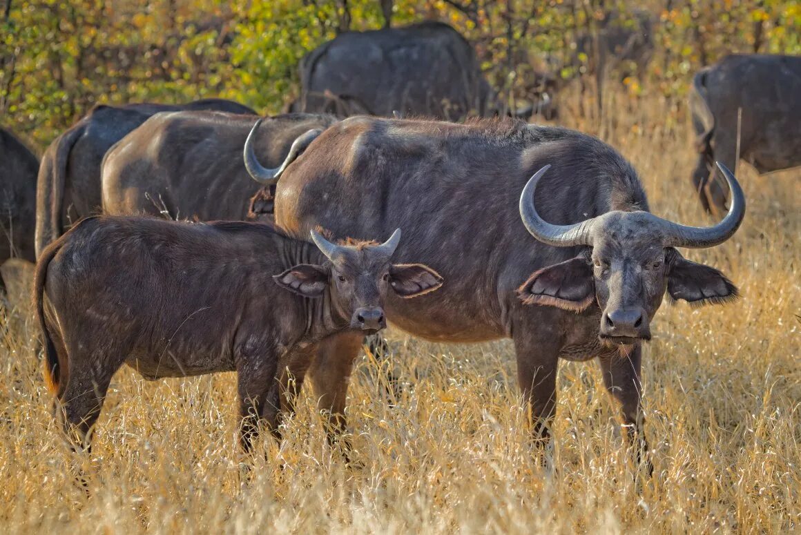 Мир животных буйволы. Буйвол Рогач. Азиатский буйвол Рогач. Buffalo Buffalo Buffalo Buffalo Buffalo Buffalo Buffalo Buffalo. Буйвол Буффало.