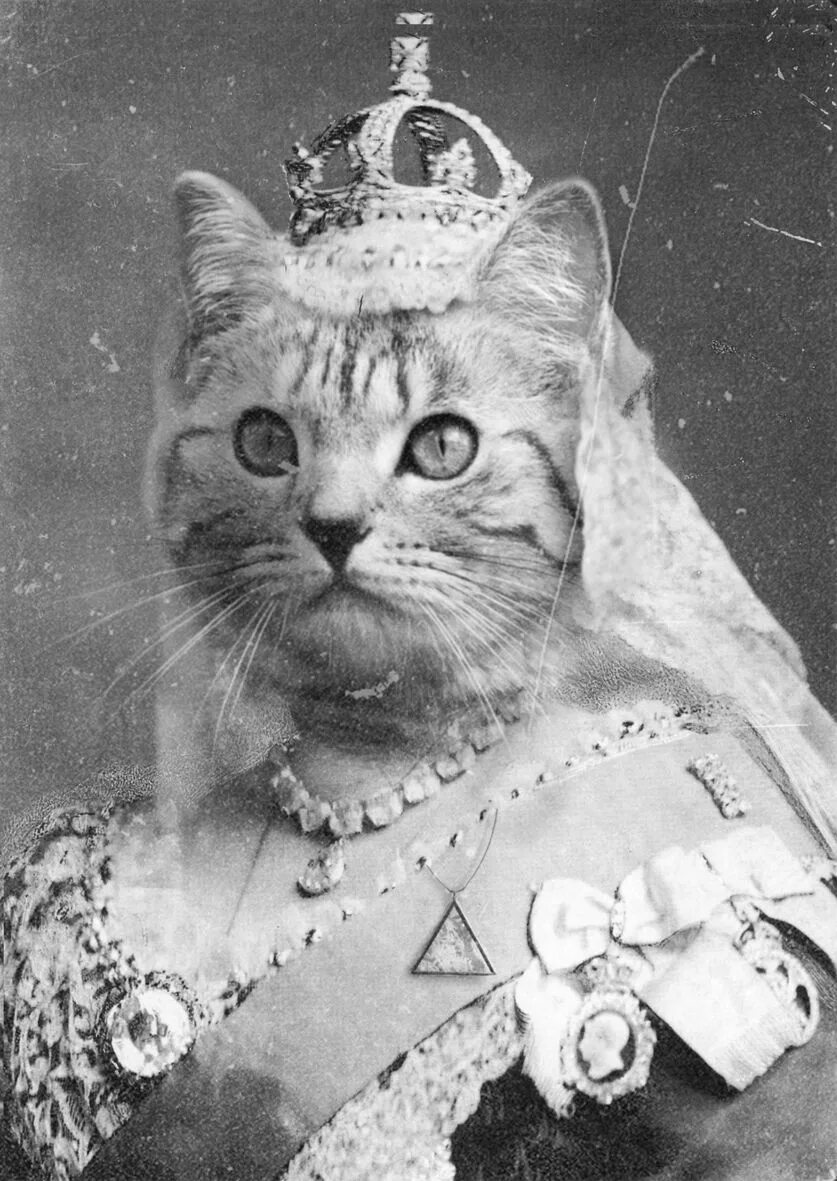 Кошечки королевы. Кошка Королева. Царский кот. Кошка в короне. Кот в царской короне.