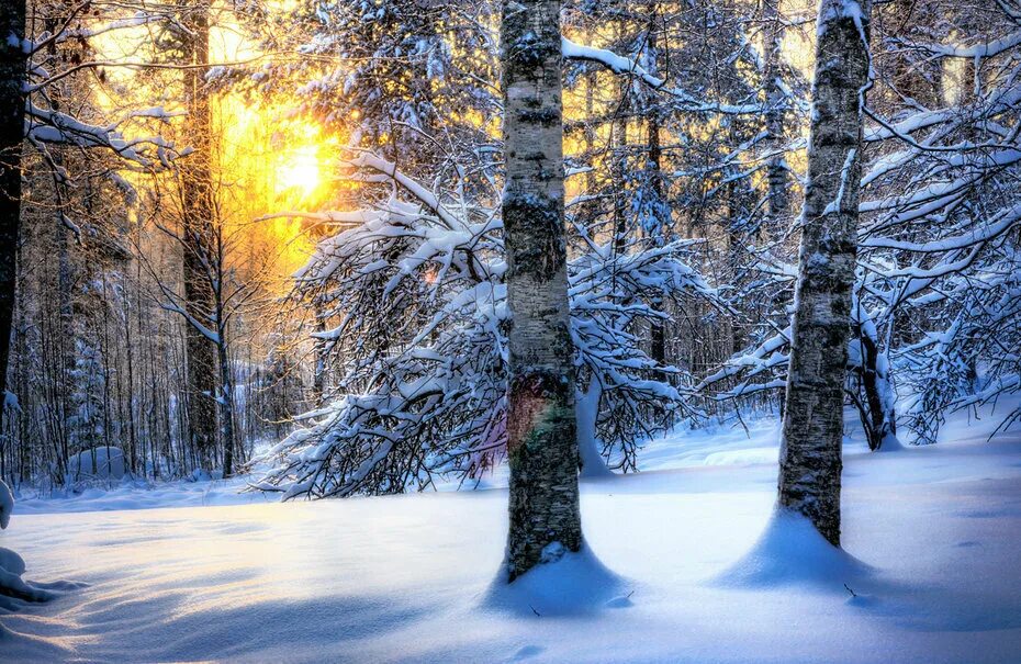 Февраль картинки красивые природа. Зимний лес. Зимой в лесу. Зимний пейзаж. Зимний лес солнце.