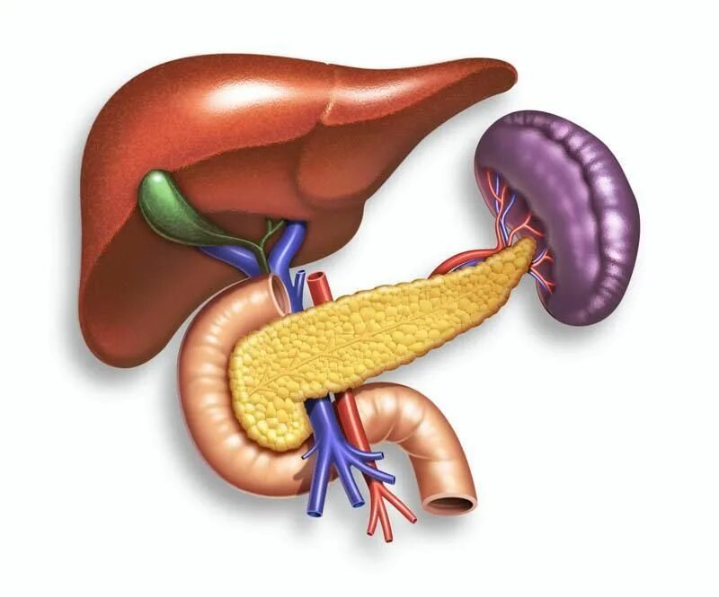 Печень селезенка поджелудочная. Печень желчный пузырь поджелудочная железа селезенка. Селезёнка и поджелудочная железа. Поджелудочная железа двенадцатиперстная кишка селезенка.