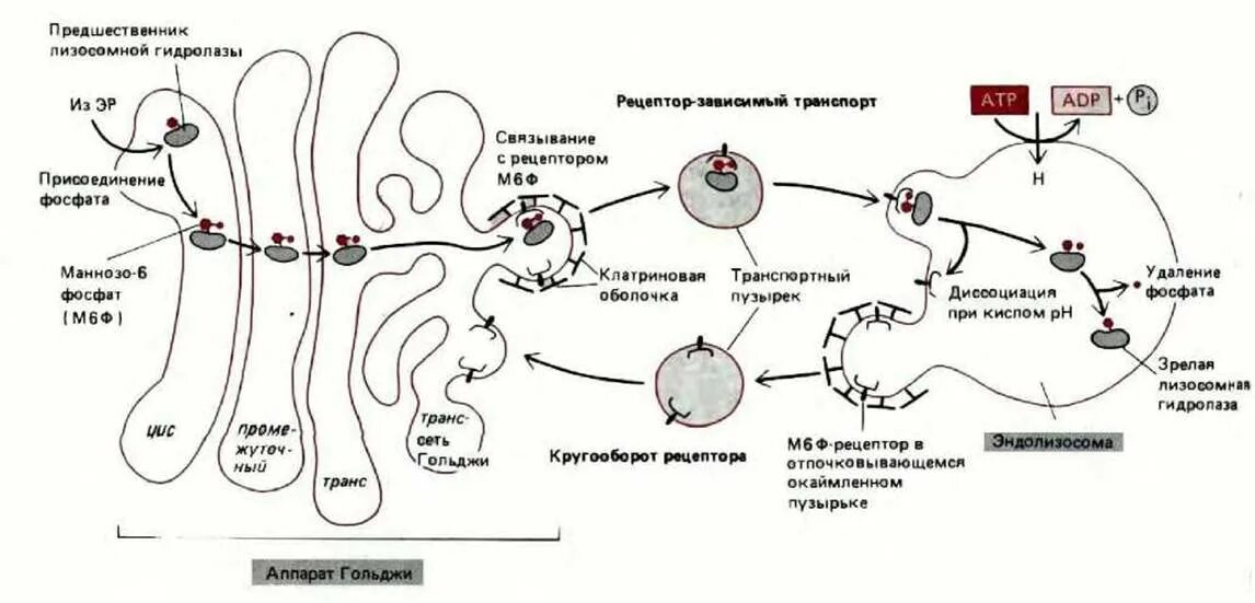 Транспорт белков внутриклеточный. Транспорт белков в аппарат Гольджи. Транспорт гидролаз в лизосомы. Транспорт лизосомных белков. Модификация лизосомальных белков.