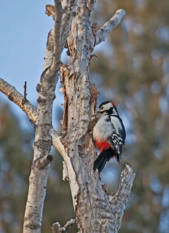 веретенникова пестрый дятел. зимующий дятел. картинки пёстрый большой дятел ест шишки. пестрый дятел зимой. дятел с шишкой.