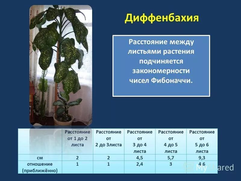Числа фибоначчи и практика. Схема пасынкования огурцов в открытом грунте. Междоузлие у побега. Строение стебля узел междоузлие. Перечислите функции стебля (побега).