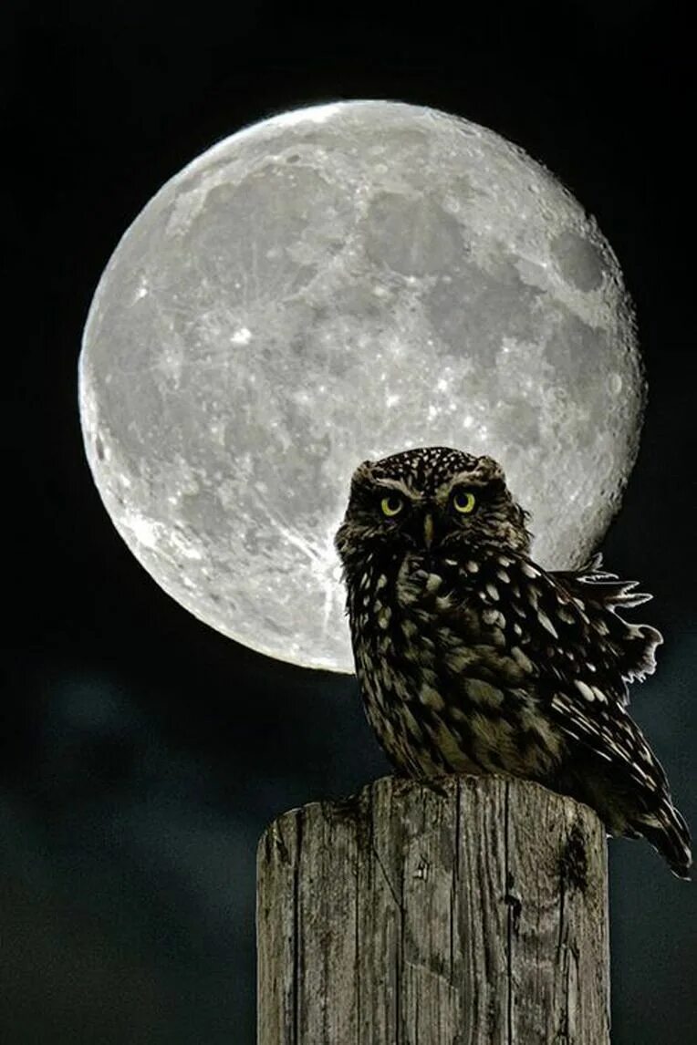 Ночные совы и летнее небо читать. Ночная Сова. Сова ночью. Ночные птицы. Филин ночью.