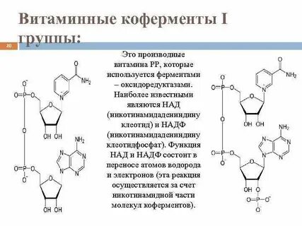 Роль витаминов в составе ферментов