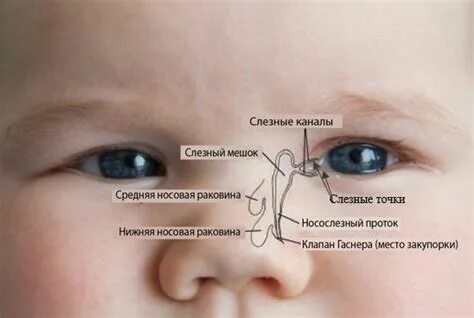 Слезно носовой канал