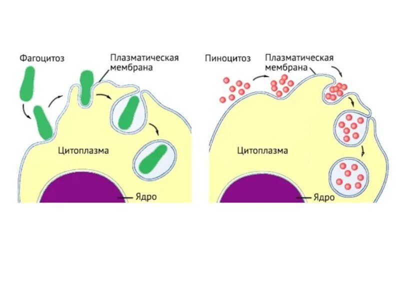 Фагоцитозный пузырек. Фагоцитоз и пиноцитоз мембраны. Схема фагоцитоза клетки. Фагоцитоз строение. Пиноцитоз клеточной мембраны.