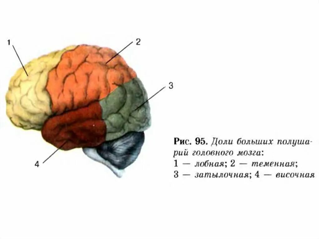 Рис 129 доли больших полушарий головного мозга. Доли больших полушарий головного мозга 8 класс. Доли полушария большого мозга биология 8 класс. Головной мозг доли больших полушарий 8 класс биология.