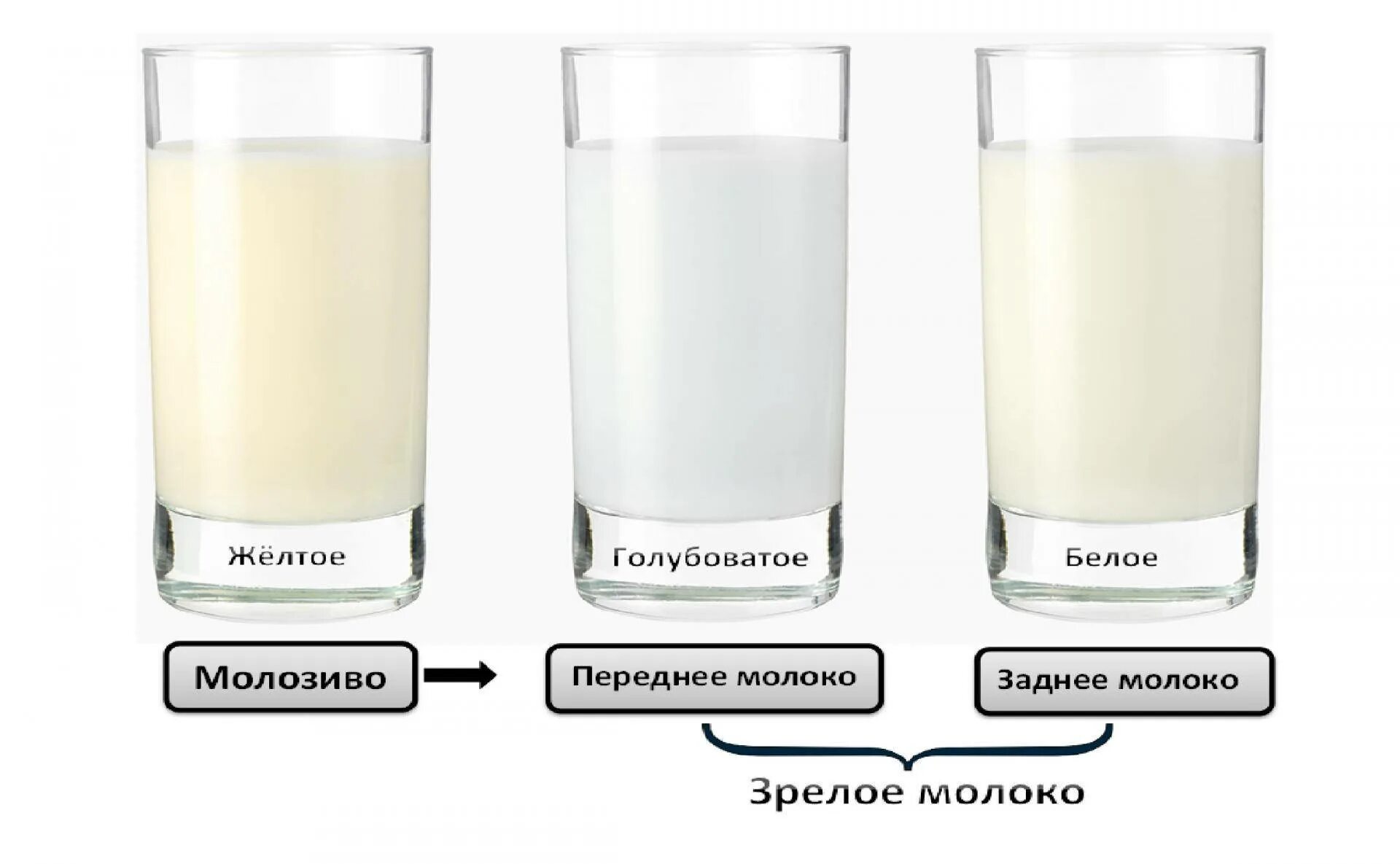 Цвет молока должен быть