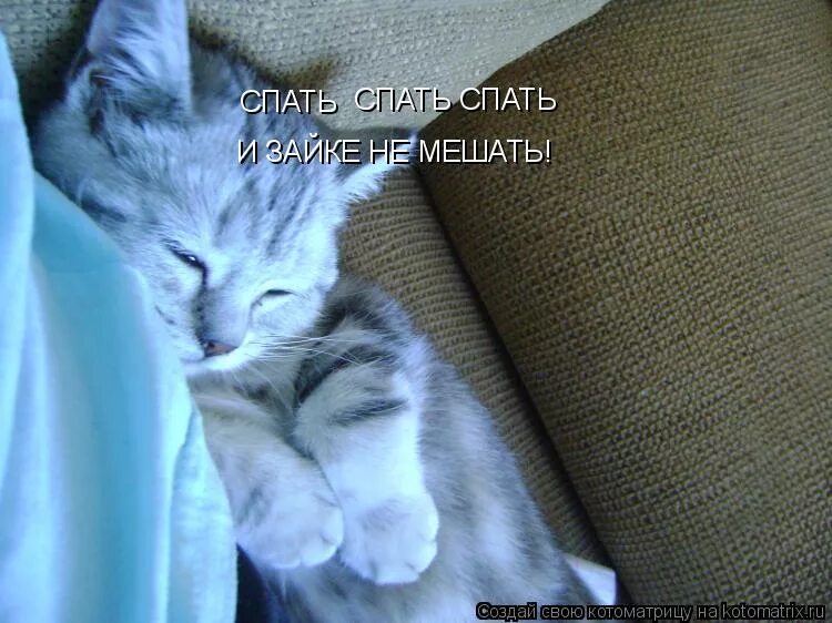 Я не сплю я мечтаю. Кот дрыхнет. Котенок хочет спать. Спящий котик с надписью. Котик я спать.