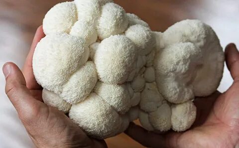 Lions mane mycelium