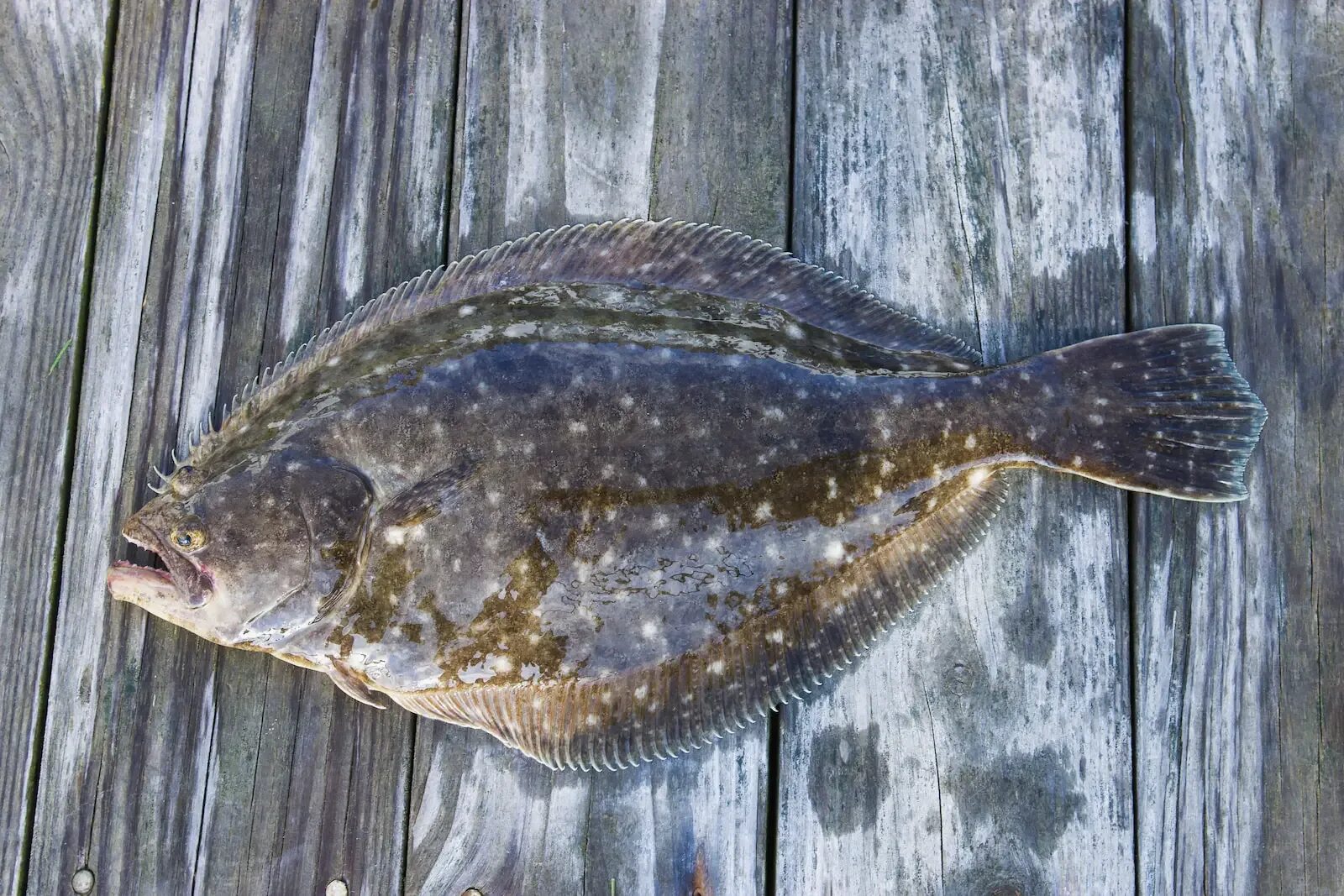 Flounder. Палтус. Hippoglossus Hippoglossus. Семейство камбаловых. Палтус рыба.