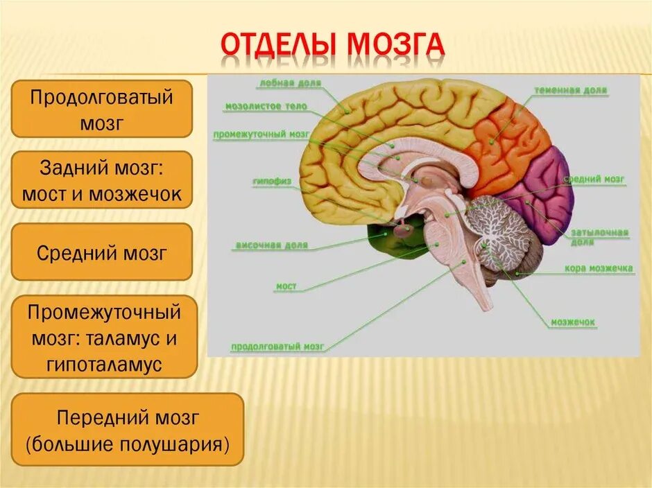 Каковы отделы головного мозга. Функциональные отделы головного мозга. отделы головного мозга схема. назовите отделы головного мозга. мозг отделы головного мозга и функции.
