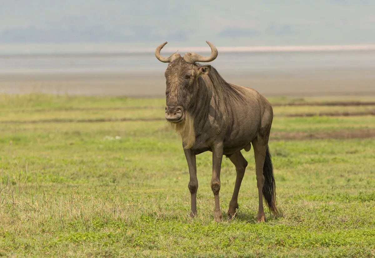 парнокопытное буйвола 4 буквы. буйвол с челкой. горный зубр краснодарского края. антилопа гну белая. буйволы мурра.