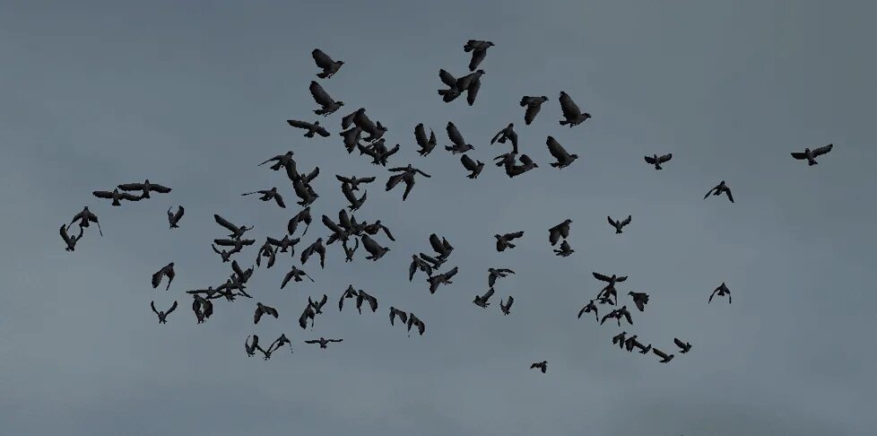 Стая птиц. Много птиц. Стая птиц в небе. Стая галок.