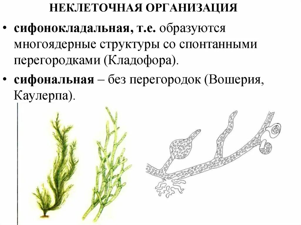 Сифоновые водоросли строение. Каулерпа водоросль строение. Строение таллома водорослей. Кладофора Тип таллома.