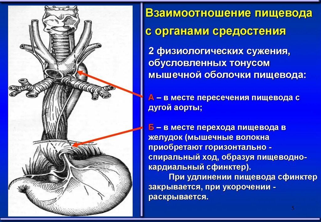 Хирургические заболевания желудка. Взаимоотношение пищевода с органами средостения. Пищевод расположен в средостении. Взаимоотношения пищевода и аорты.