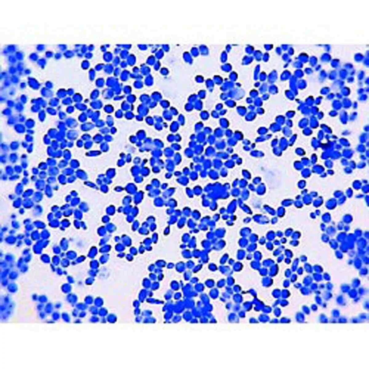 Фиксированная микроскопия. Фиксированная микроскопия. Строение светового микроскопа микмед 5. Микроскопирование bacillus subtilis. Строение микроскопа микровинт.