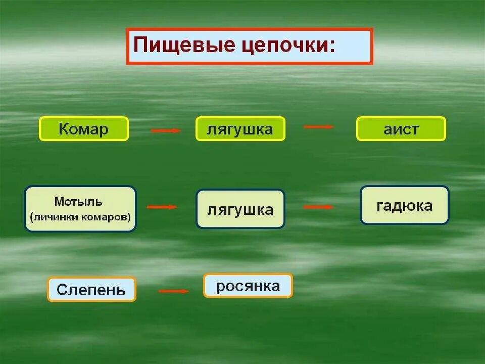 Составить схему природного сообщества. Цепь питания из 2 звеньев. Пищевые Цепочки 5 класс биология. Цепи питания 5 кл биология. Пищевые Цепочки 2 класс окружающий мир водоем.