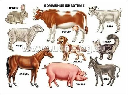 Включи назови животных