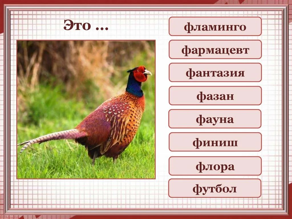 Какое животное на ф. Зверь на букву ф. схема слова фазан. животное на букву ф. животные и птицы на букву ф.
